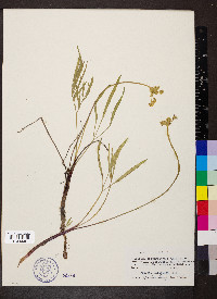 Lomatium triternatum var. triternatum image