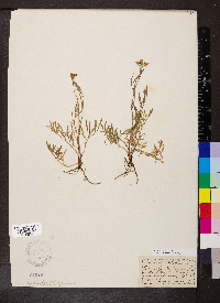 Oenanthe lachenalii image