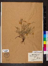 Oenanthe lachenalii image