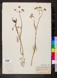Oenanthe peucedanifolia image