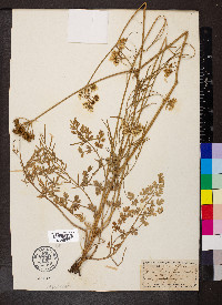 Oenanthe pimpinelloides image