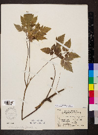 Osmorhiza claytonii image