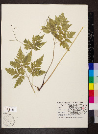 Osmorhiza claytonii image