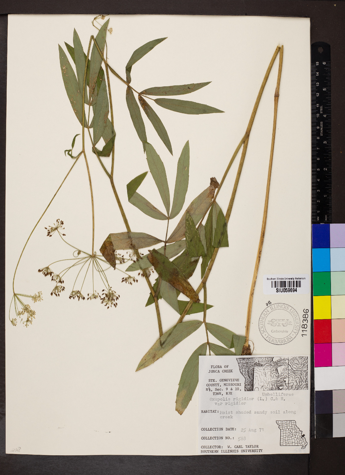 Oxypolis rigidior var. rigidior image