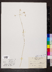 Oxypolis ternata image