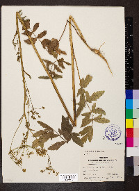 Pastinaca sativa image