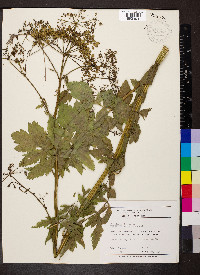 Pastinaca sativa image