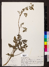 Pastinaca sativa image