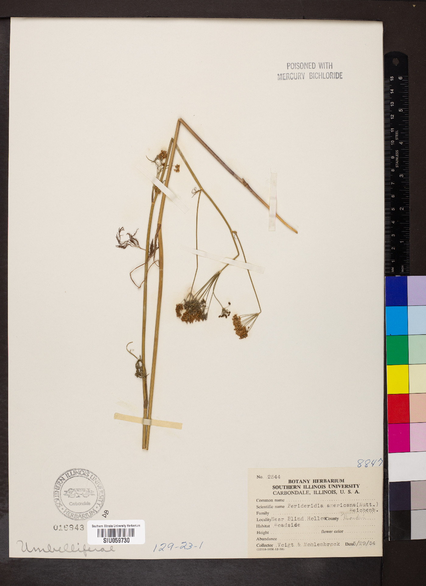 Perideridia americana image