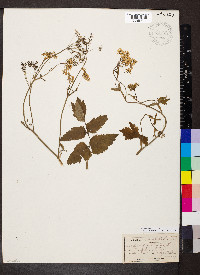 Pimpinella major image