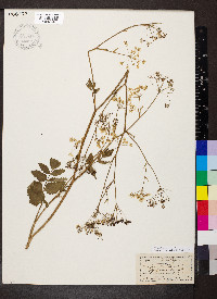 Pimpinella major image