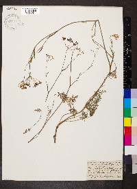 Pimpinella saxifraga image