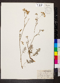 Pimpinella saxifraga image