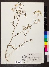 Pimpinella saxifraga image