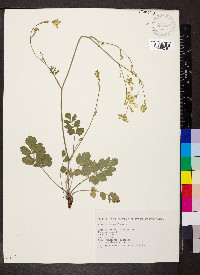 Pimpinella saxifraga image