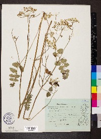 Pimpinella saxifraga image