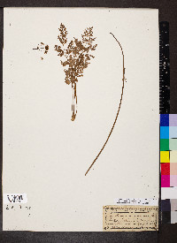 Pseudocymopterus montanus image