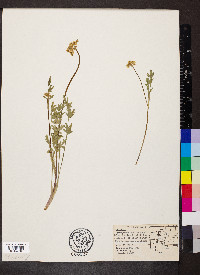 Pseudocymopterus montanus image