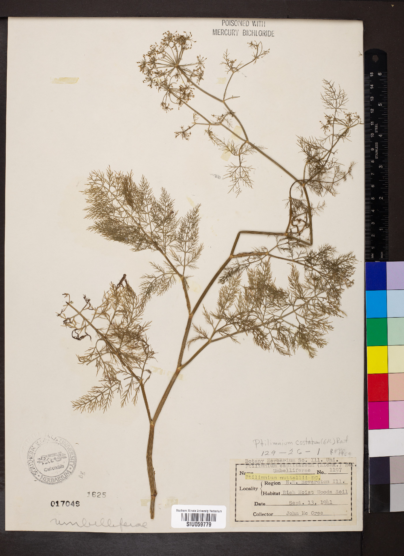 Ptilimnium costatum image