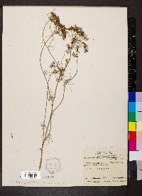 Ptilimnium nuttallii image