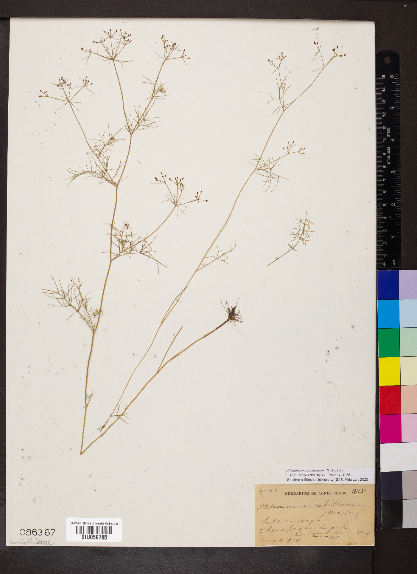 Ptilimnium capillaceum image