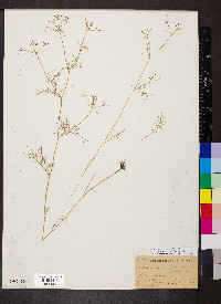 Ptilimnium capillaceum image
