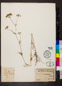 Ptilimnium capillaceum image