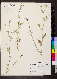 Ptilimnium capillaceum image