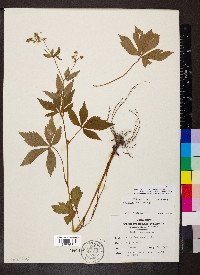 Sanicula canadensis var. canadensis image