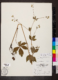 Sanicula canadensis var. canadensis image