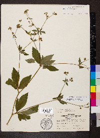 Sanicula canadensis var. canadensis image