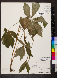 Sanicula canadensis var. canadensis image