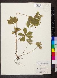 Sanicula odorata image