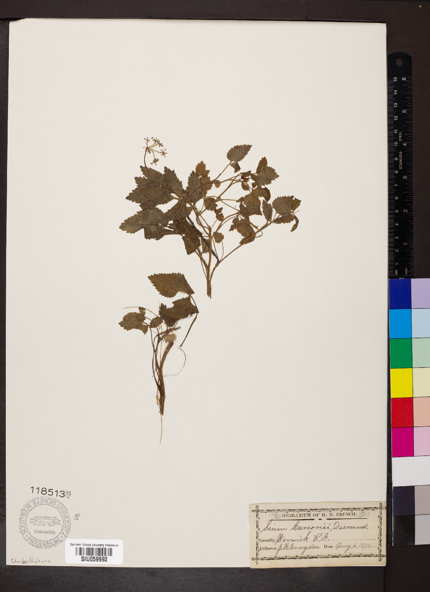 Sium carsonii image