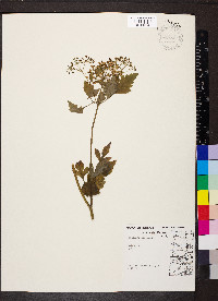 Thaspium barbinode image