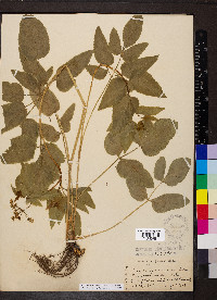 Thaspium trifoliatum var. aureum image