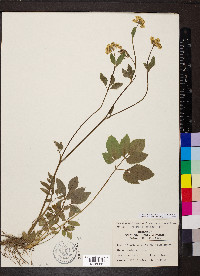 Thaspium trifoliatum var. aureum image