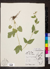 Thaspium trifoliatum image