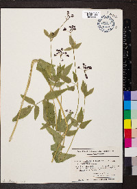 Thaspium trifoliatum var. trifoliatum image