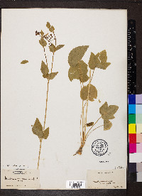 Thaspium trifoliatum image