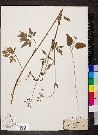 Thaspium trifoliatum image