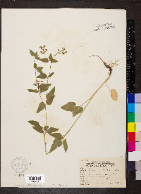 Thaspium trifoliatum image