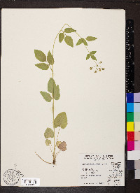 Thaspium trifoliatum image