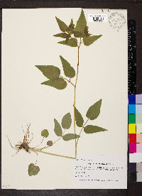 Thaspium trifoliatum image