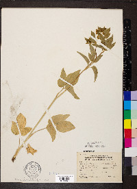 Thaspium trifoliatum image