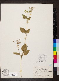 Thaspium trifoliatum image