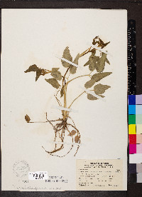 Thaspium trifoliatum image