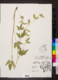 Thaspium trifoliatum image