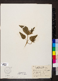 Thaspium trifoliatum image