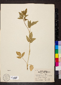 Thaspium trifoliatum image